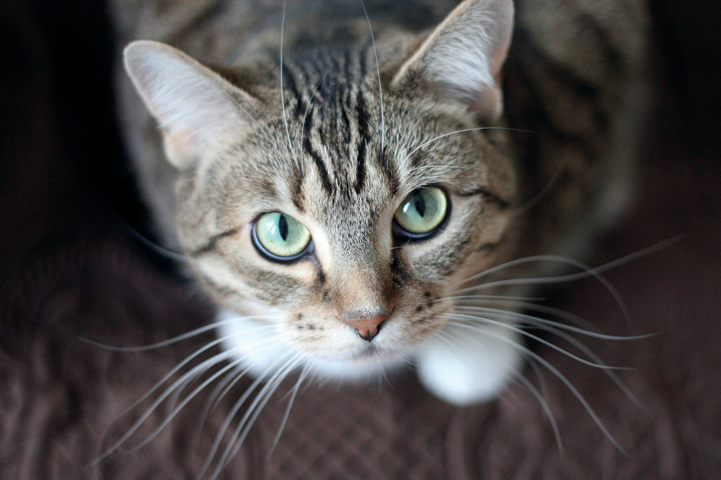 getigerte kleine Katze schaut mit weiten Augen in die Kamera
